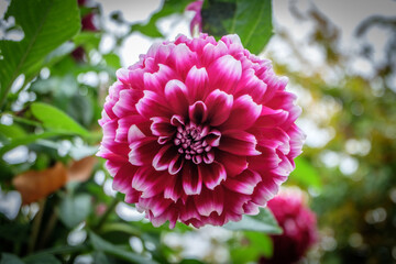 Large Dahlia blossom in bloom