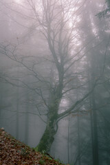 Bare tree with curved trunk on a slope in foggy forest