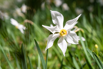 Daffodil in a meadow
