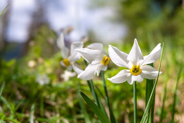 Daffodils in a meadow