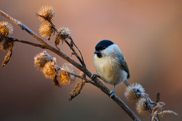Obraz premium Marsh Tit resting on a branch.