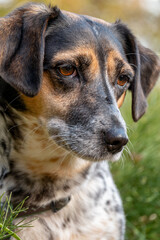 Small mixed breed dog face close-up, pensive