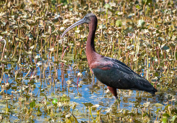 Glossy Ibis fishing in lake at Sweetwater wetland wildlife refuge in Gainesville Florida.