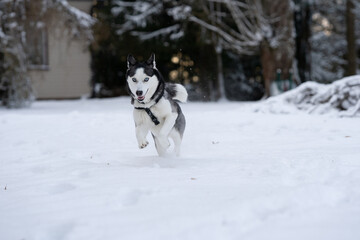 Siberian husky running in the yard
