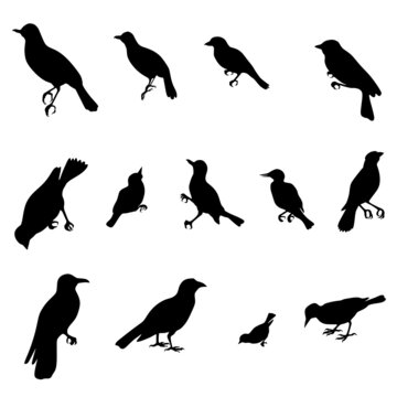 set of silhouettes of birds svg vector illustration