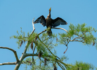 Mating Cormorants in the tree tops at gator farm in Orlando Florida.