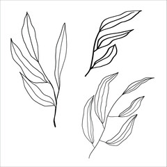 Monochrome line art bouquet flower for logo and icon design. Isolated black line stroke vector.