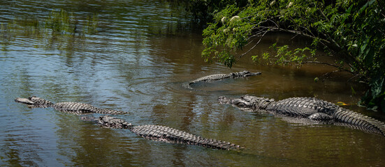 American Alligators massed together at gator farm in Orlando Florida.