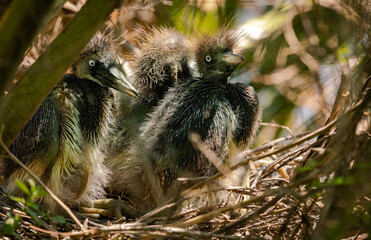 Tri-colored Heron chicks sitting in nest at gator farm in Orlando Florida.