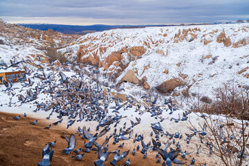 Beautiful landscape of pigeons are flying in Cappadocia pigeon valley, Uchisar, Turkey. Flock of fluffy pigeons on white snow in Pigeon Valley in winter 