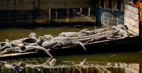 American Alligators massed together at gator farm in Orlando Florida.