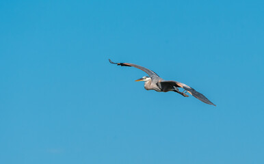 Great Blue Heron flying in sky above Sweetwater wetlands in Gainesville Florida.