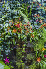 Idea for decorating an evergreen garden or backyard with exotic tropical plants