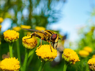 Close up of a hover fly perched on a small yellow flower