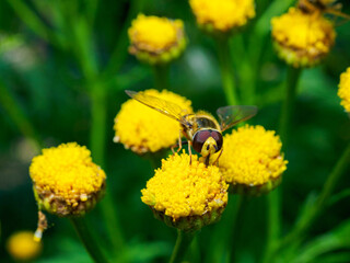 Close up of a hover fly perched on a small yellow flower