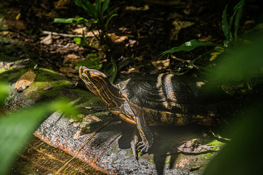Turtle in Cahuita National Park, Costa Rica