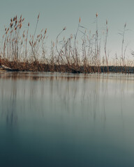 Low angle view of reeds in the ice