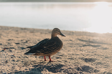 Soft focus view of a backlit female mallard duck on a sandy beach