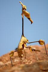 Indian Rose Mantis Insect on a Stone