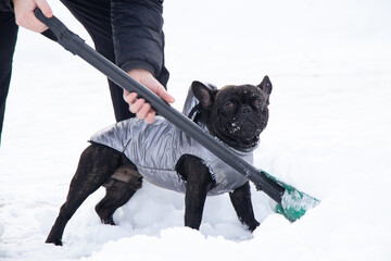 french bulldog in winter in a jacket on the snow for walks, the dog in the park in winter helps to...
