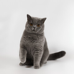 Blue grey kitten on the studio background
