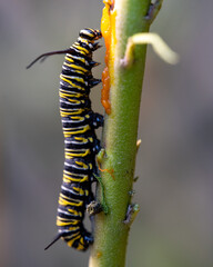 Monarch caterpillar chewing on pumpkin and swan plants