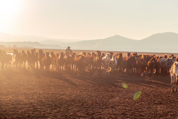 Horses running and kicking up dust with a shepherd on horse.  Dramatic landscape of wild horses...