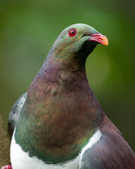Close up of a Kereru bird also known as a wood pigeon in New Zealand