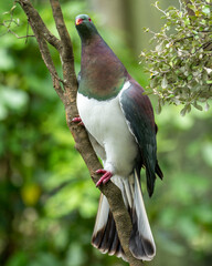 Kereru bird on a branch also known as a wood pigeon in New Zealand