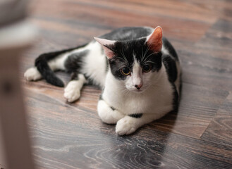 adopted kitten on the floor