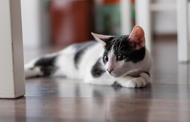 adopted cat in house