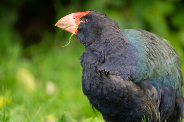 Closeup of an endangered Takahe bird in New Zealand foraging in grass