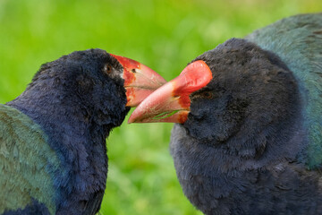 Closeup of two endangered Takahe bird in New Zealand