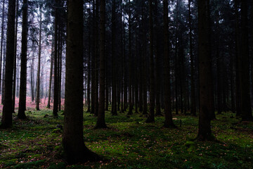 Fototapeta premium cold forest in winter 