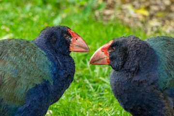 Closeup of two endangered Takahe bird in New Zealand