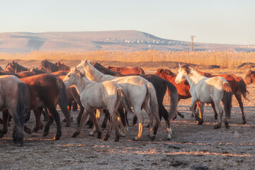 Horses running and kicking up dust with a shepherd on horse.  Dramatic landscape of wild horses...