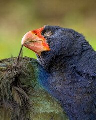 Closeup of an endangered Takahe bird in New Zealand pruning and preening its feathers