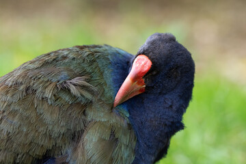 Closeup of an endangered Takahe bird in New Zealand pruning and preening its feathers