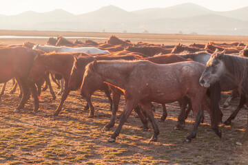 Horses running and kicking up dust with a shepherd on horse.  Dramatic landscape of wild horses...