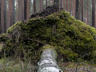 wywrócona brzoza  © Michal_Tu