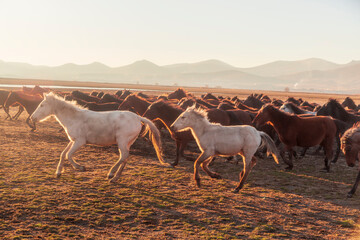 Horses running and kicking up dust with a shepherd on horse.  Dramatic landscape of wild horses (Yilki horses) running in dust with man cowboys