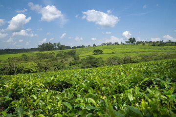 Fototapeta na wymiar Tea fields, Uganda