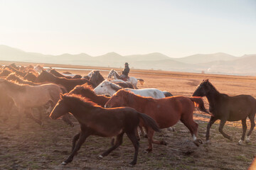Horses running and kicking up dust with a shepherd on horse.  Dramatic landscape of wild horses (Yilki horses) running in dust with man cowboys