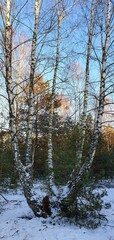 forest in autumn