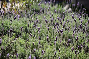 planta flor alfazema ou lavanda - lavandula sp.