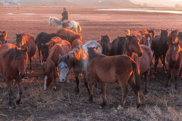 Horses running and kicking up dust with a shepherd on horse.  Dramatic landscape of wild horses...