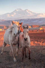 Horses running and kicking up dust with a shepherd on horse.  Dramatic landscape of wild horses...