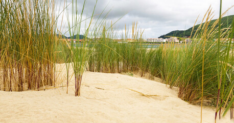 Vegetation in beach dunes (Ammophila Arenaria). Puntal of Laredo in front of Santoña in Cantabria, Spain 