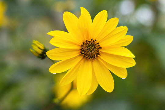 Yellow flower of Helianthus maximiliani with blurred background