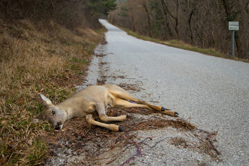 Dead roe deer in a roadside with an oncoming car.